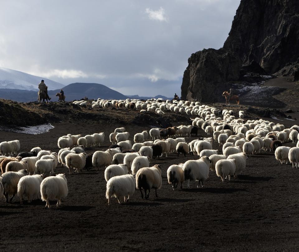 Free Photos Flock Of Sheep In The Mountains At Summer Bluelagoon